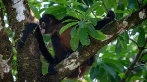 Muere bebé mono araña en el Zoológico de León