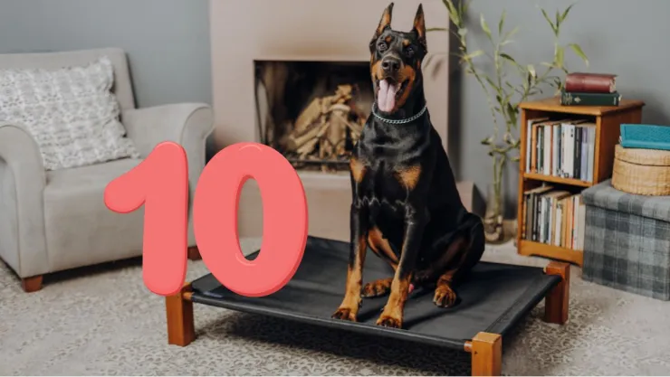 10 razas de perros grandes que parecen peligrosas, pero son leales y cariñosas