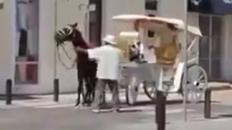 Por caso de maltrato animal a caballo calesero, el Ayuntamiento de Mérida se pronuncia