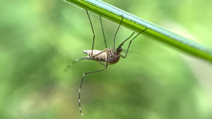 mosquito del dengue