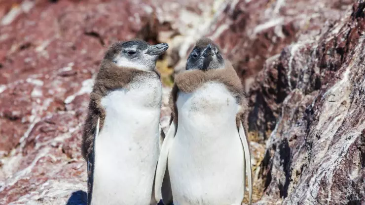 Pinguino