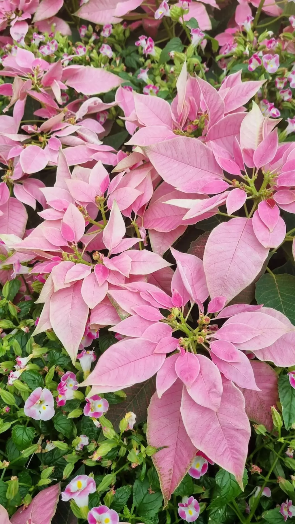 nochebuena color rosa