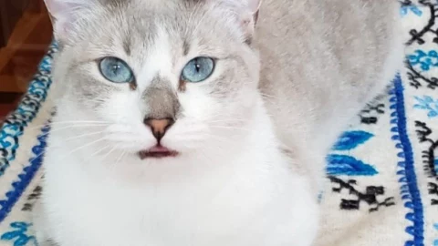 Día Internacional del Gato: Gala, gatita de nuestro conductor José Luis Mora