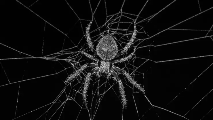 Araña venenosa provoca la muerte de una bebé en Duranga