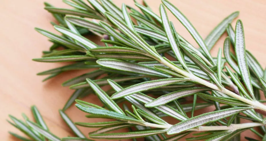 Usos del romero en el cuidado de la piel y contra picaduras.jpg