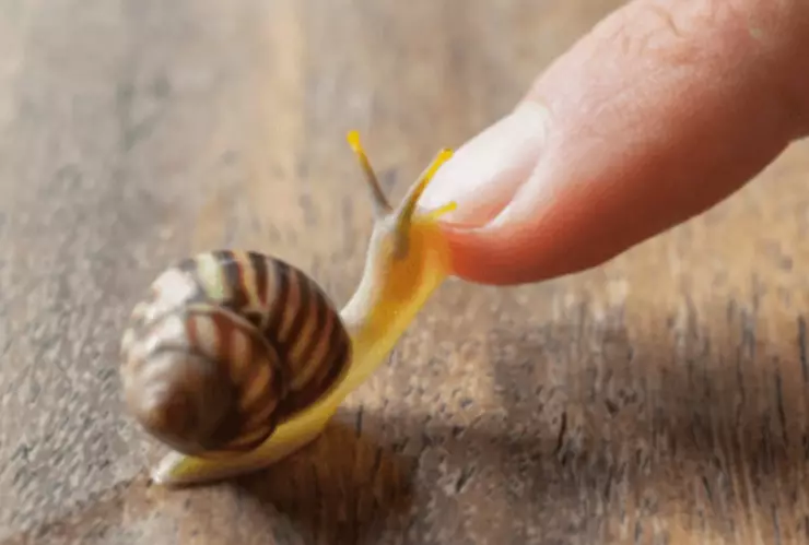 La baba de caracol es una secreción natural alta en proteínas, ácido hialurónico y antioxidantes
