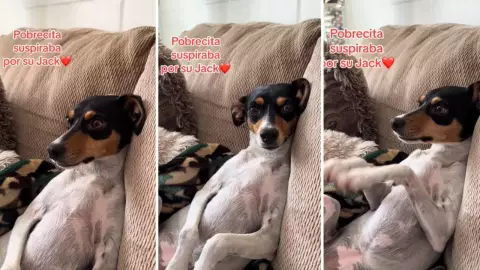 Perrita ve ‘Titanic’ y su reacción conmueve a todos: “Intentaba salvar a Jack con sus patitas”