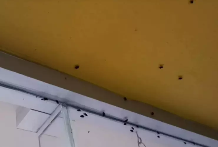Chinches invaden tienda de conveniencia; esto sabemos
