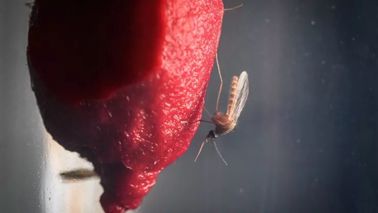 Scientists Investigate Whether Climate Change Will Encourage Arrival Of Tropical Diseases Via Mosquitoes