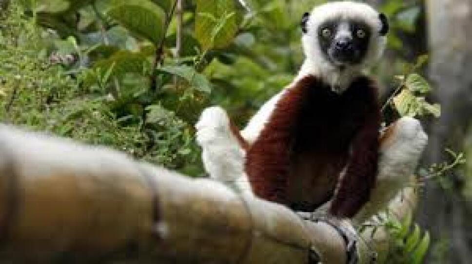 Zoboomafoo