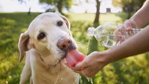 Un perro toma agua por el calor abrasador