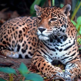 El jaguar es el felino de mayor tamaño en América y el tercero en el mundo, pero en México la destrucción de su hábitat lo ha colocado en la categoría de amenazado. Se calcula que a la fecha solo quedan alrededor de 2 mil ejemplares. Se caracteriza por su color de piel amarillo pálido a café rojizo y cambia a blanco en el pecho y en la parte interna de las extremidades