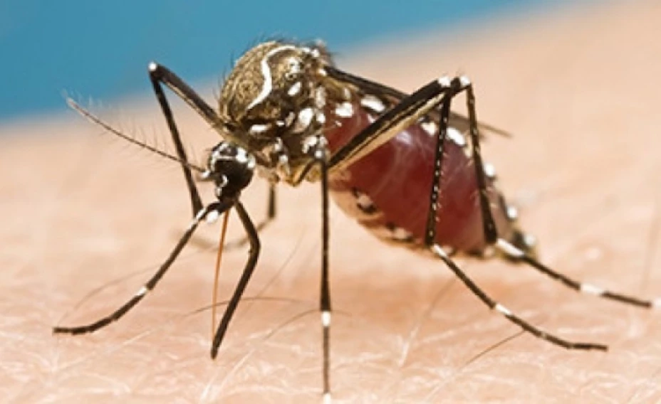 Mosco transmisor dengue