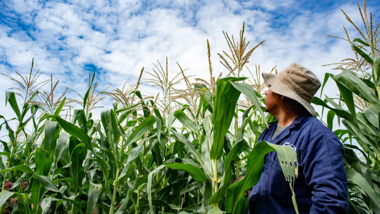 productividad en actividades primarias INEGI