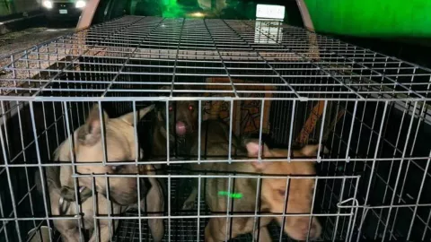 Rescatan 65 perros pitbull