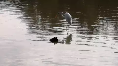 El Lago de Texcoco Humedal de Importancia Internacional