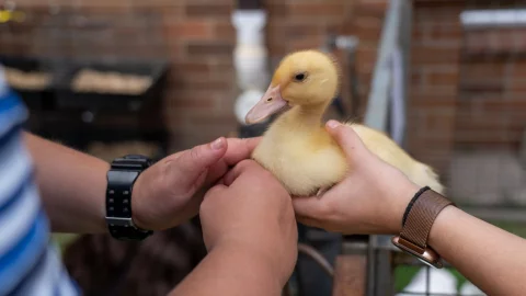 Pato en las manos de niños