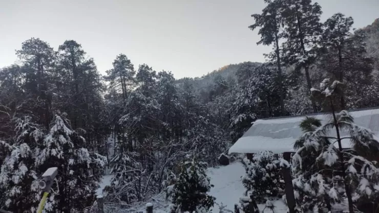 Árboles cubiertos de nieve en San Gertrudis, Badiraguato, Sinaloa