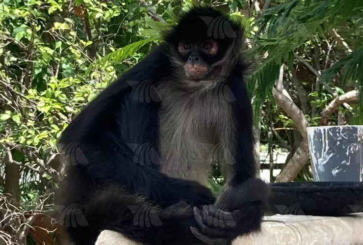 (VIDEO) Mono araña sorprende a visitantes de panteón de Cancún este Día del Padre 2025.jpg