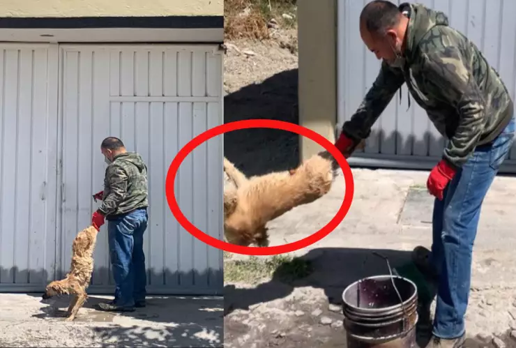 Perrito es golpeado en Hidalgo