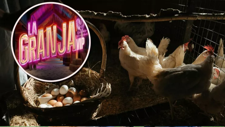 CLAVES DE LAS GALLINAS Y CUÁNDO PONEN HUEVOS.jpg