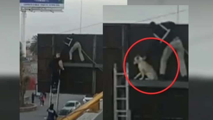 Perrito atrapado en señalética