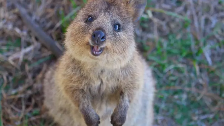 El quokka es un pequeño marsupial originario de Australia y es catalogados como “el animal más feliz” del mundo, sin embargo, se encuentran en peligro de extinción.