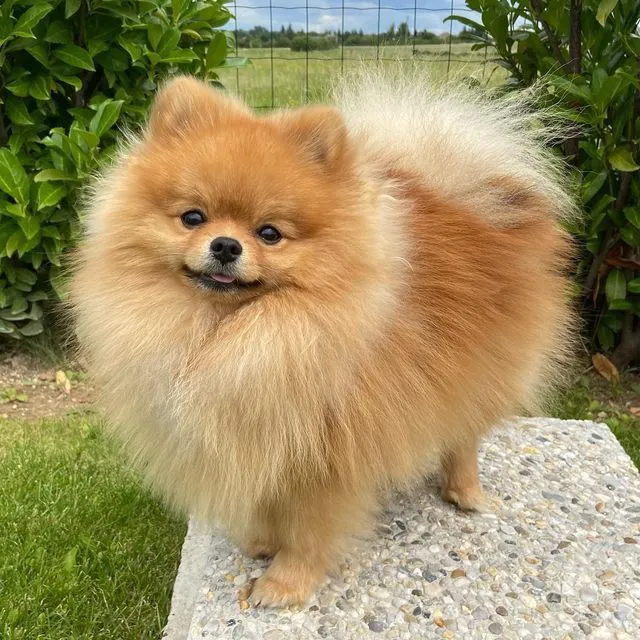 7 razas de perros chiquitos que están peludos y no crecen: pueden vivir bien en departamentos