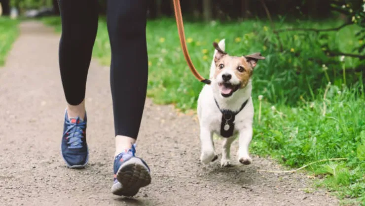 Multa por pasear a tu perro sin correa