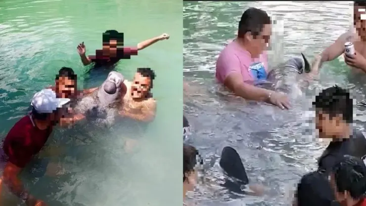 Familia se ‘divierte’ con el manatí Daniel en Quintana Roo