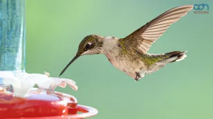  Así puedes atraer colibríes a tu casa 