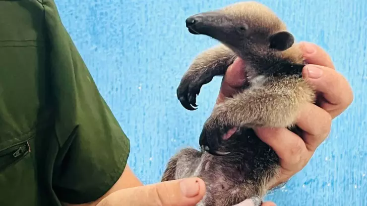 Oso hormiguero Coatzacoalcos.