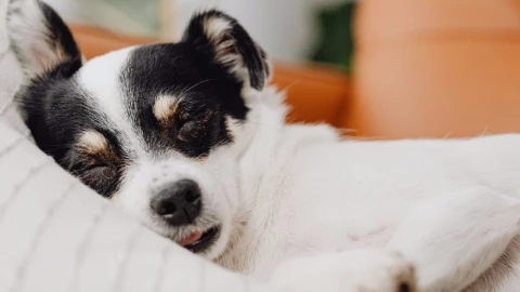 mascotas dormir riesgos.jpg