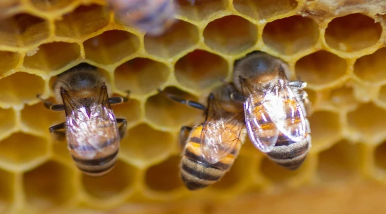 Abejas Sedema.jpg
