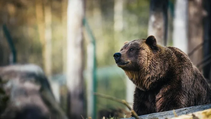VIDEO: Así fue como un hombre espantó a un oso negro con un disfraz