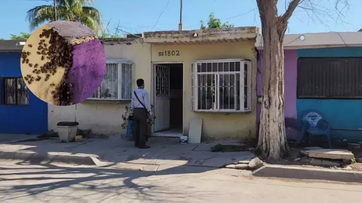 Ataque de abejas en Ahome. .jpg