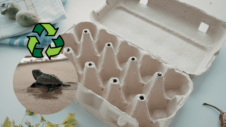 Idea DIY ¿Cómo crear un tortuga con cajas de cartón de huevo para decorar la habitaciones de tus hijos Realiza unos sencillos pasos.png