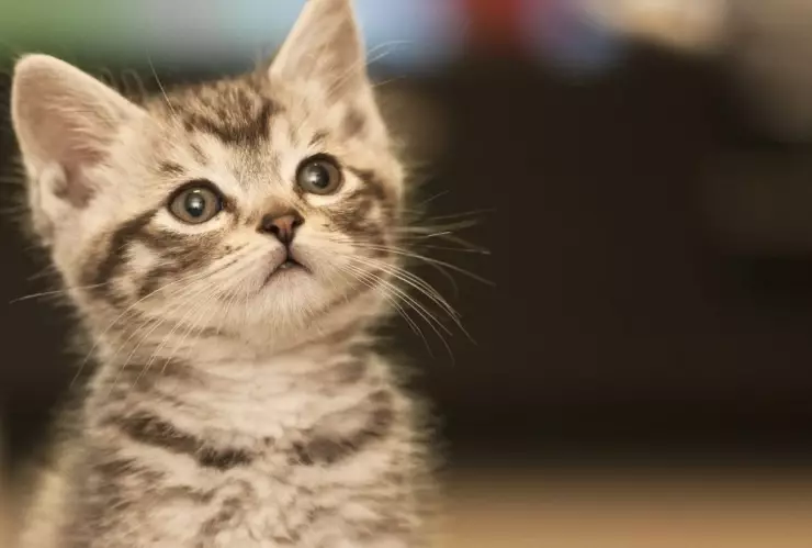 gatos atigrados, rayas a.jpg