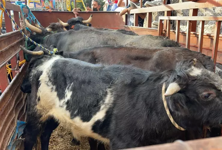 toros pamplonada Ecatepec