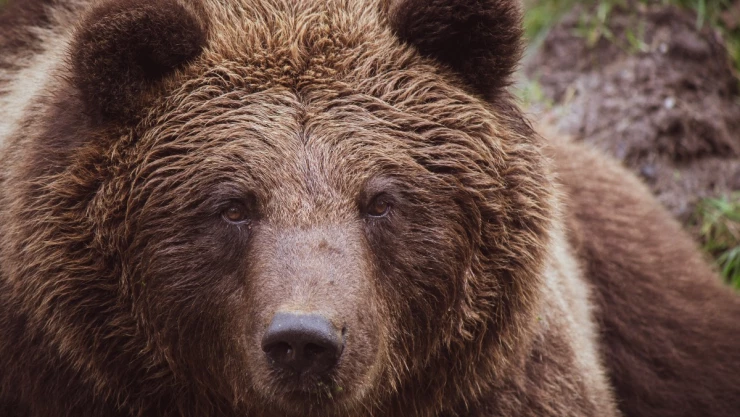 oso Alaska hombre.jpg