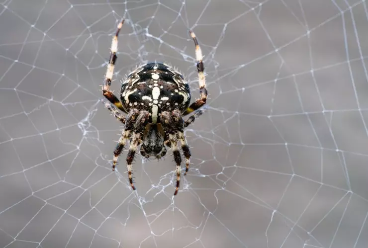 Imagen impactante de una “lluvia de arañas” en Brasil, un fenómeno natural inusual que se ha vuelto viral en redes sociales.