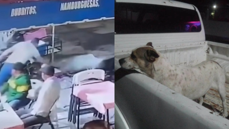 crueldad-animal-en-tanhuato-michoacan-fge-investiga-agresion-agua-hirviendo-dos-perritos