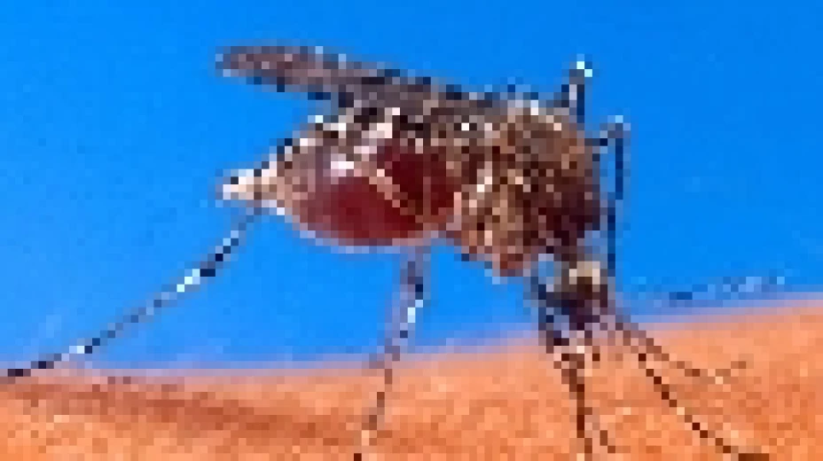 Mosquitos con genes modificados combatirán dengue