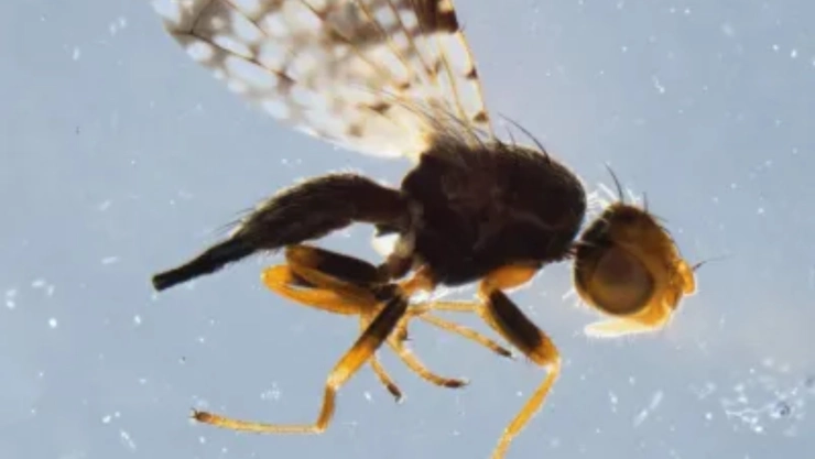 Campiglossa peregrina, insecto descubierto por la CBP en un cargamento de lechuga