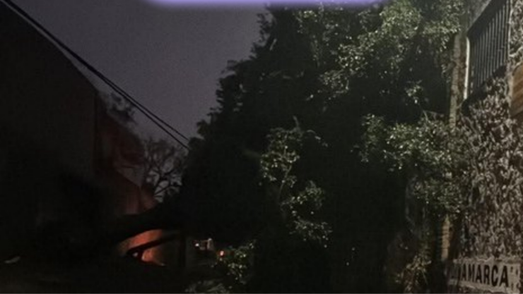 Árbol cae y bloquea importante calle de Cuernavaca.