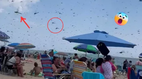 LIBÉLULAS EN LA PLAYA