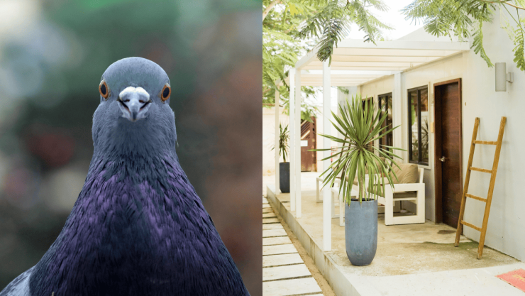 Cómo evitar la popó de paloma en tu terraza y muebles.png