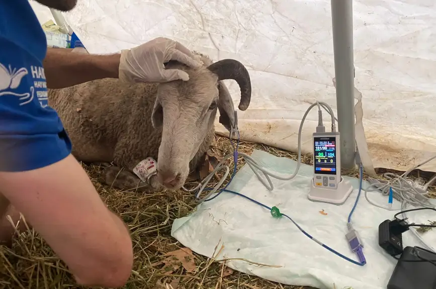 HAYTAP recoge a animales heridos por los incendios en Turquía