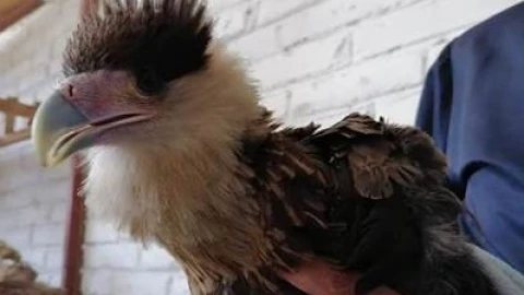 Resguardo de ave en Iztapalapa