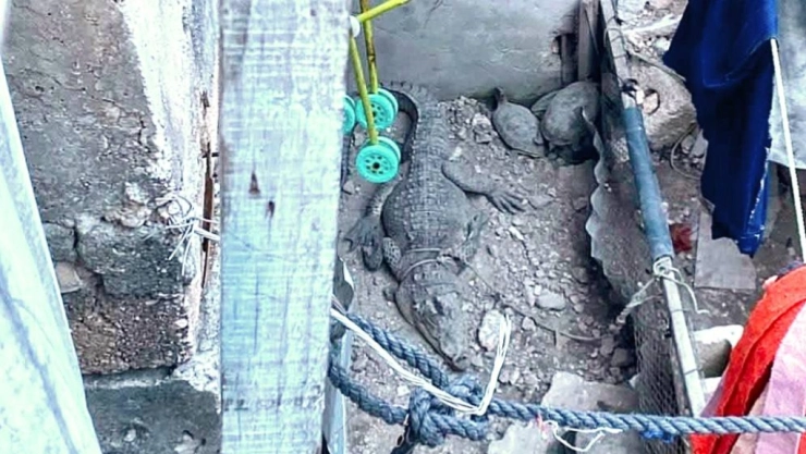 Cocodrilo en Champotón: Investigan a familia por tenerlo como mascota